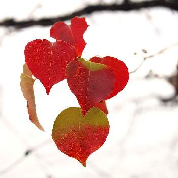 いい夫婦の日の画像 by 百日紅さん | お出かけ先とナンキンハゼの葉と岐阜県といい夫婦の日と公園の木と 紅葉